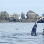 Découverte des phoques aux Etocs (Penmarc’h) et descente de l’Odet