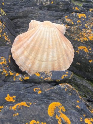 Symposium Kayak CK/mer 2024 - Photo Annette M.