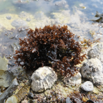 Weekend Découverte des Algues vers Plouha - Saint Quay