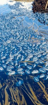 Balade kayak aux Etocs