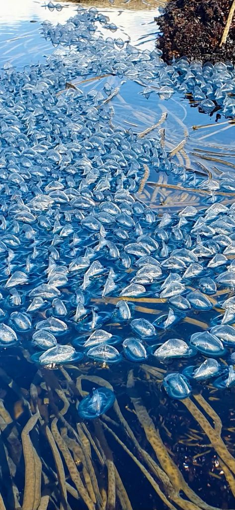 Balade kayak aux Etocs