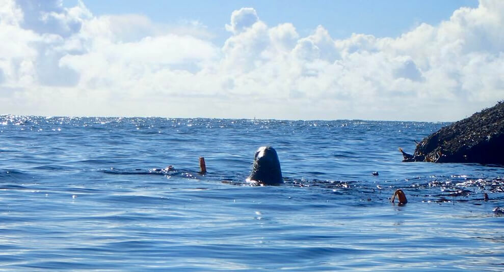 Sortie kayak aux Etocs