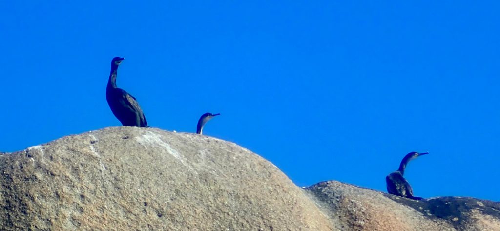 Découverte des Etocs en kayak de mer - Finistère Sud Sortie kayak aux Etocs