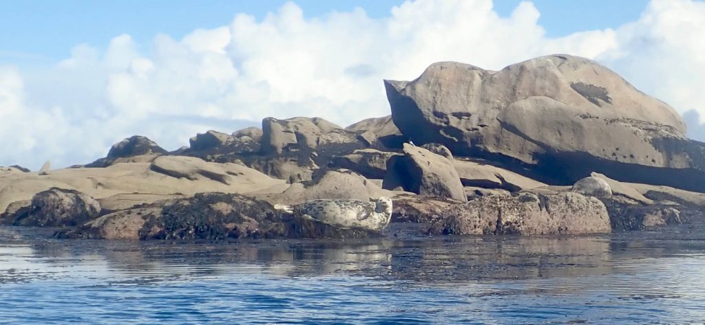Découverte des Etocs en kayak de mer - Finistère Sud Sortie kayak aux Etocs