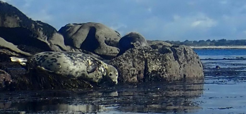 Découverte des Etocs en kayak de mer - Finistère Sud Sortie kayak aux Etocs