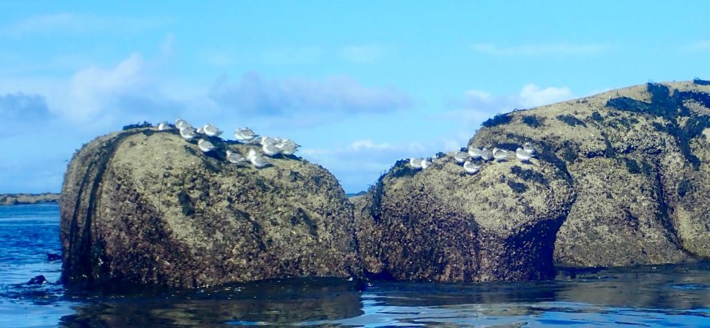 Découverte des Etocs en kayak de mer - Finistère Sud Sortie kayak aux Etocs
