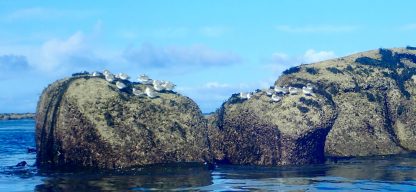 Sortie kayak aux Etocs