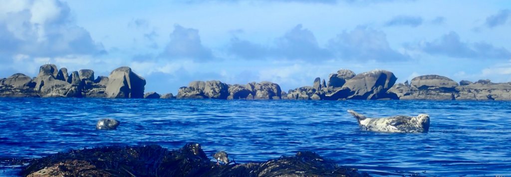 Découverte des Etocs en kayak de mer - Finistère Sud Sortie kayak aux Etocs
